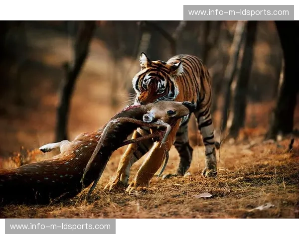 猫性定力vs鹰式野心:谁才是都市丛林里的真正顶级捕食者?